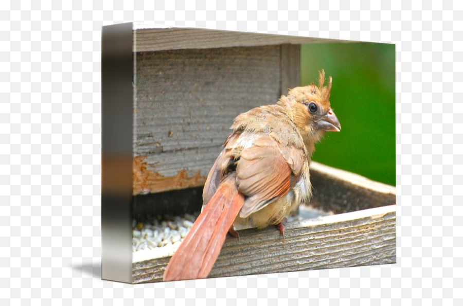 Baby Cardinal - Northern Cardinal Emoji,Baby Emotion Posters