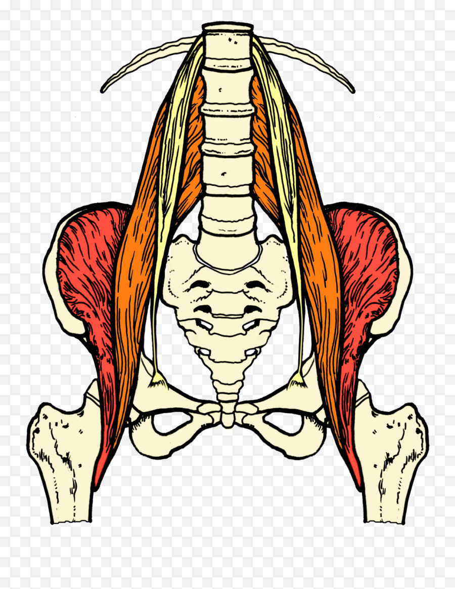 Iliopsoas The Wonder Muscle Emoji,What Emotion Is Connected To Lower Back Pain