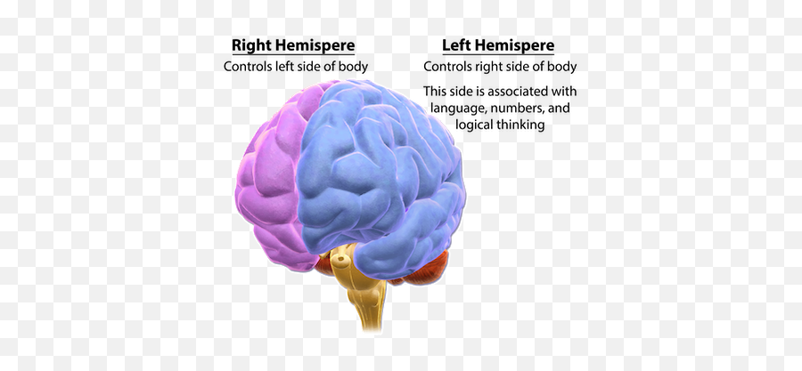 Understanding Genetics - Critical Period Hypothesis Factors Emoji,What Hemisphere Of The Brain Controls Emotion In Men