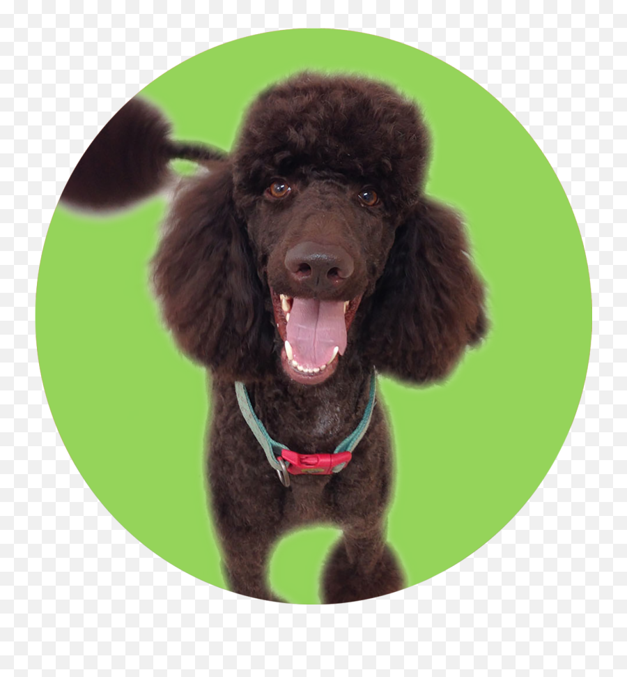 Dog Bath Png - Dog Grooming Standard Poodle 948918 Vippng Curly Emoji,Yorkie Emojis