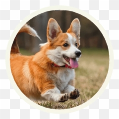 Sticker Maker - Corgi With Tail Emoji,Pembroke Welsh Corgi Emojis