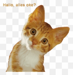 Top Hi Garfield Stickers For Android U0026 Ios Gfycat - Whatsapp Bilder Zum Verschicken Emoji,Garfield Emoticons