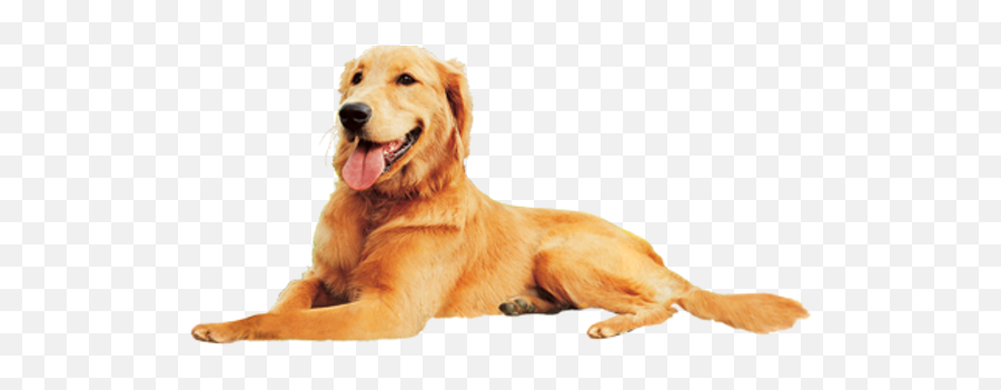 Les Pieds Sur Terre Hébergements Insolites Emoji,Hungarian Dogs That Look Like Golden Retrievers But Are In Tune To Emotions