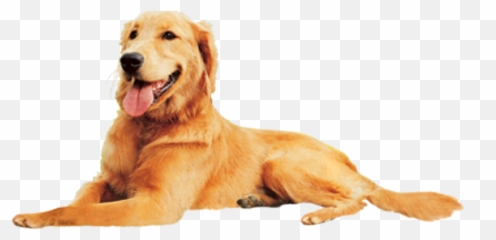 Les Pieds Sur Terre Hébergements Insolites Emoji,Hungarian Dogs That Look Like Golden Retrievers But Are In Tune To Emotions