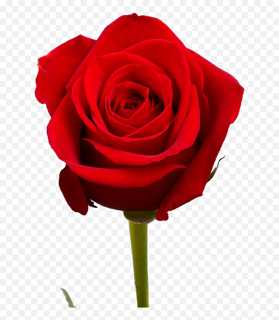 Free Png Transparent Images U2013 Zuloadnet - Red Rose Flower Emoji,Knife Emoji Tranparent