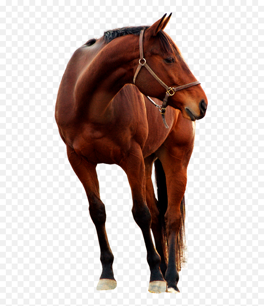 Prensa Escrita Archives - Adiós En Cobertura Horse Deviantart Png Emoji,Emojis De Whatsapp Tacones