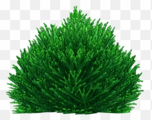 Pine - Bush Png Illustration Emoji,Pine Tree And Plant Emojis Facebook