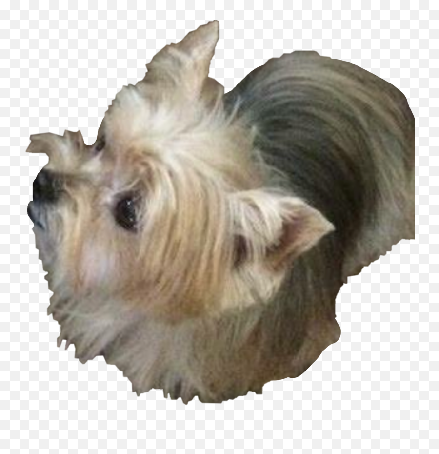 Yorkie Dog Littledog Sticker - Vulnerable Native Breeds Emoji,Yorkie Emoji