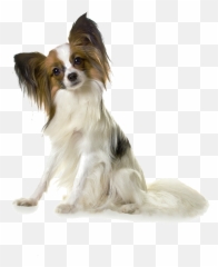 Can You Give Pepto Bismol To Dogs Emoji,Dog Emotion Committed To Human Pig