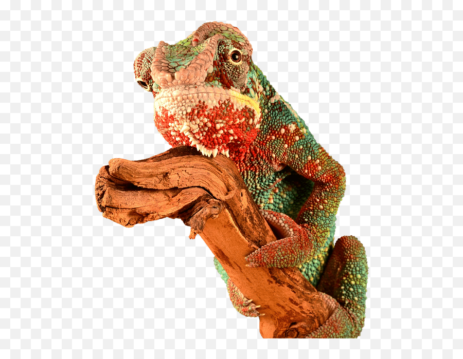 5 Best Chameleon Cages Read - Red Chameleon Png Emoji,Chameleons Color Emotions