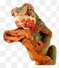 5 Best Chameleon Cages Read - Red Chameleon Png Emoji,Chameleons Color Emotions
