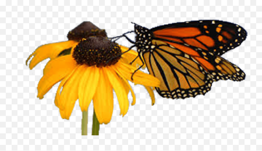 Home Susan Marie - Monarch Butterfly Emoji,Emotion Butterflies