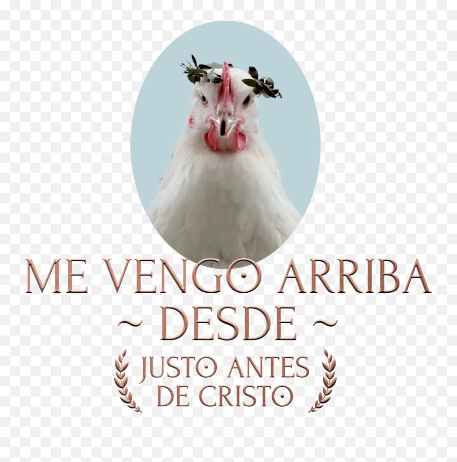 Dance Chicken Sticker By Movistar For Ios Android Giphy - Language Emoji,Chicken Emojis