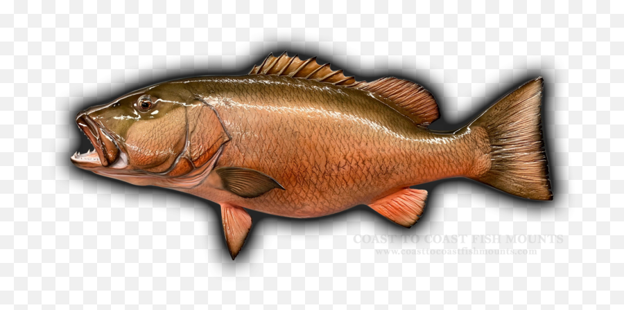 39 Cubera Snapper Fish Mount Replica 351 Emoji,Arowana Fish Emotion