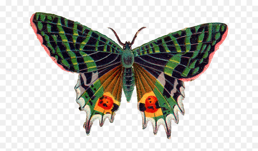 Butterfly Png Image For Free - High Quality Image For Free Emoji,Black Butterfly Emoji