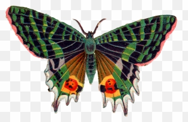 Butterfly Png Image For Free - High Quality Image For Free Emoji,Black Butterfly Emoji