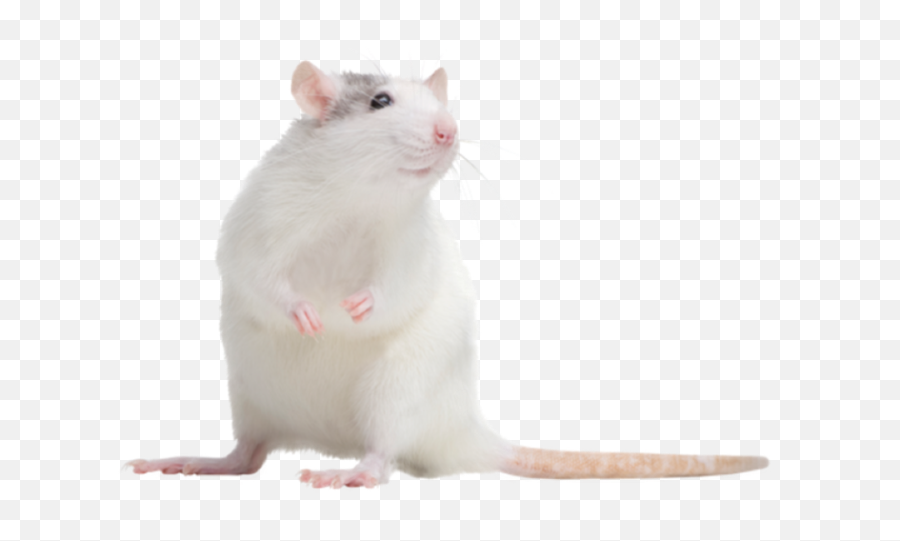 The Most Edited Hamester Picsart - Rat Emoji,Mouse Bunny Hamster Emoji