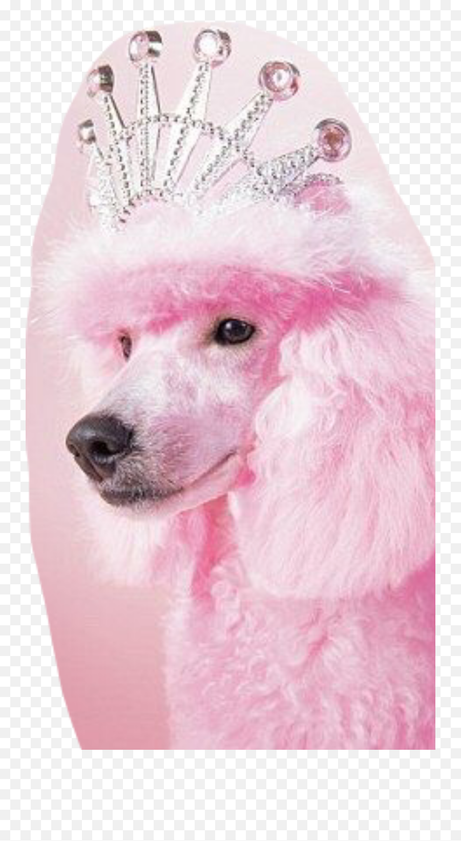 Princess Princessdog Cute Sticker - Girly Emoji,Pink Poodle Emoji