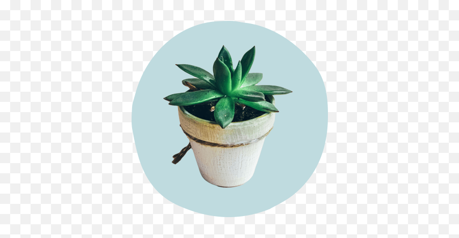 5 Easy Houseplants That Double As Self - Care Reminders House Plants Emoji,Without You Today's Emotions Would Be The Scurf Of Yesterday's