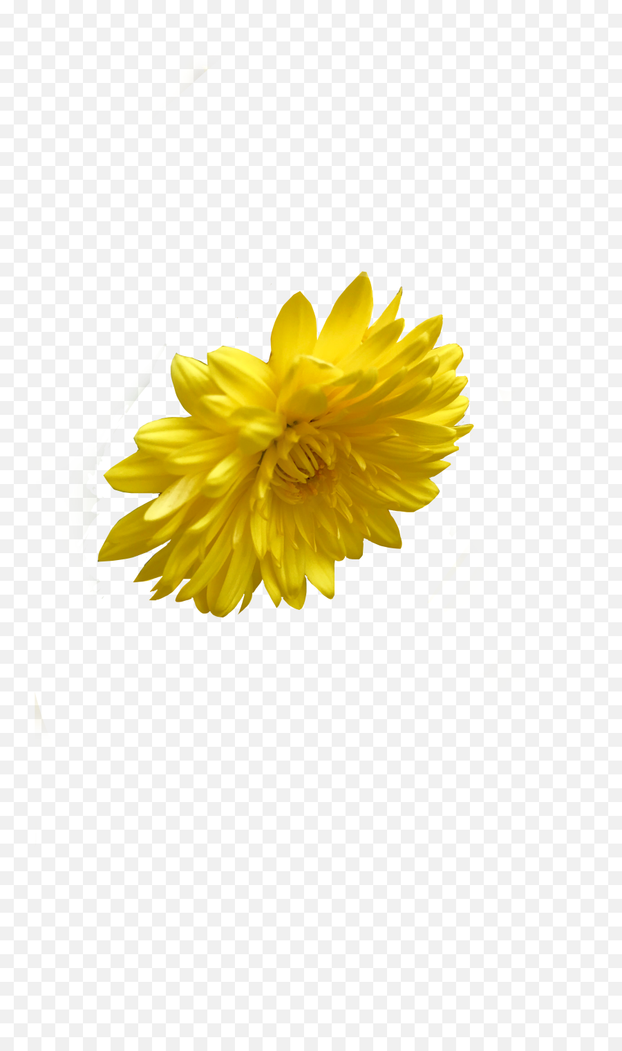 Yellow Flower Flowers Art Sticker - Sunflowers Emoji,Chrysanthemum Emoji