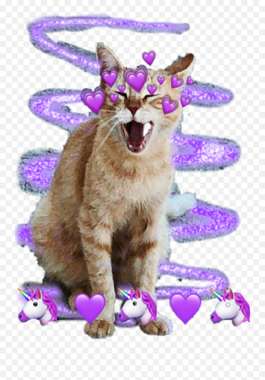 Its Cute Cat Sticker - Girly Emoji,Where Is Gaycat Emoji
