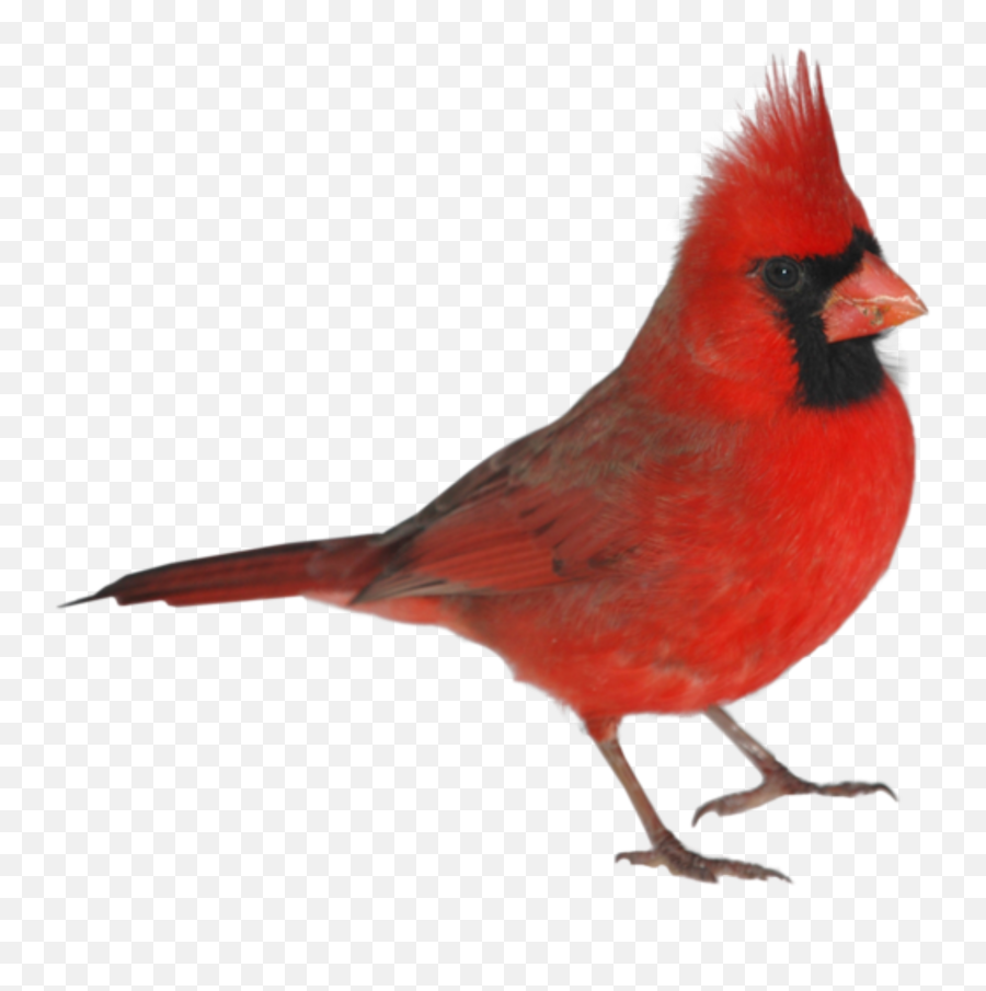 Popular And Trending - Real Cardinal Bird Transparent Emoji,Cardinals Emoji
