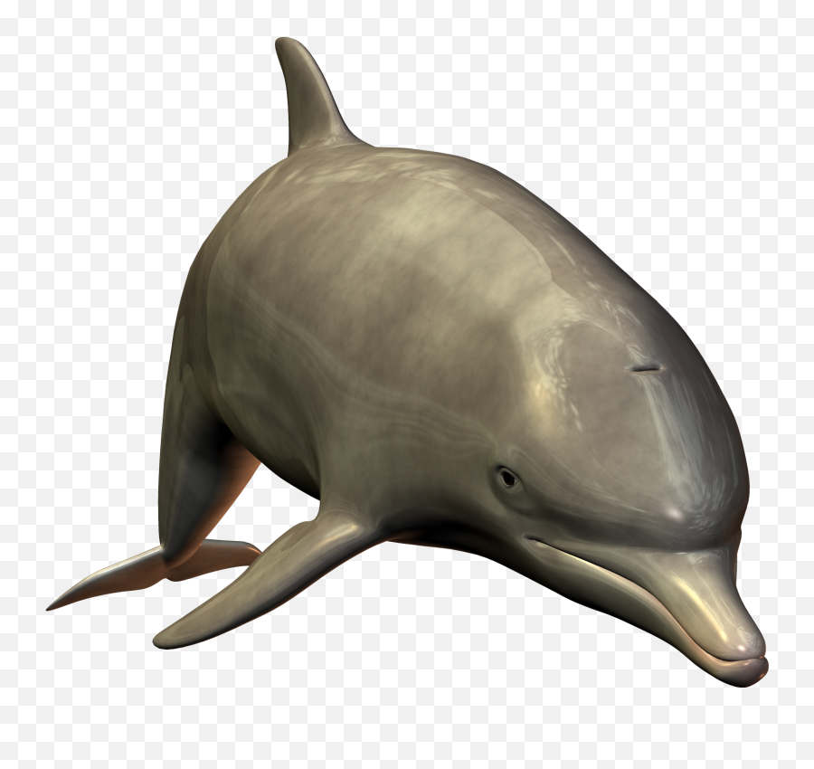 Aquatic Page 2 Of 2 Pnglib U2013 Free Png Library - Dolphin Png Emoji,Dolphin Emoji Vector