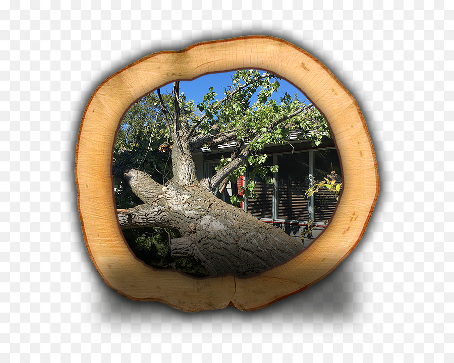 Pine To Palm - Art Emoji,Decision Tree Appraisal Emotion