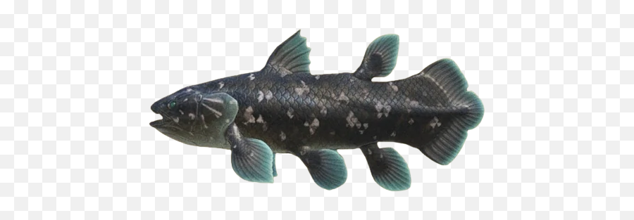 Coelacanth Animal Crossing Wiki Fandom Emoji,Arowana Fish Emotion