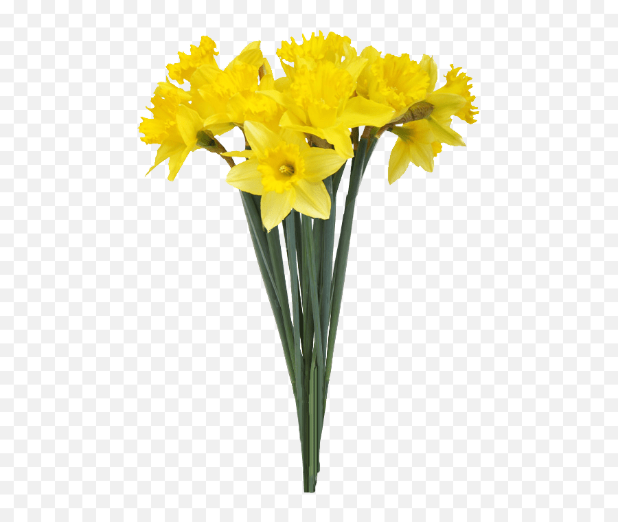 Download Spring Daffodils Transparent Background - Yellow Emoji,Daffodil Emoticon Facebook