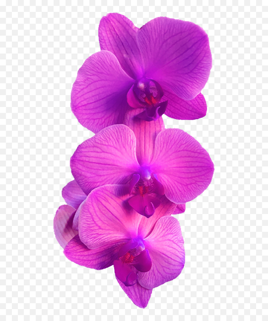 Orchid Flower Png - White Purple Pink Blue Black Emoji,Purple Plant Emoji
