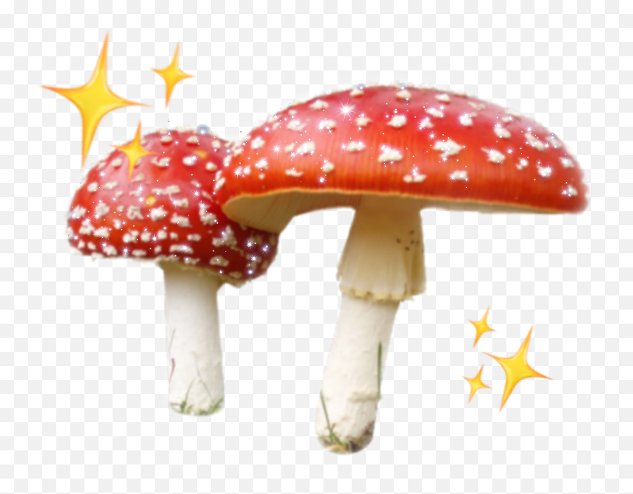 Mushroom Red Complex Edit Sticker - Amanita Muscaria Emoji,Mushroom Emoji