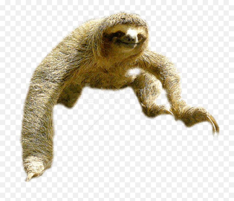 Sloth Portable Network Graphics Clip Art Image Vector - Sloth Transparent Png Emoji,Is There A Sloth Emoji
