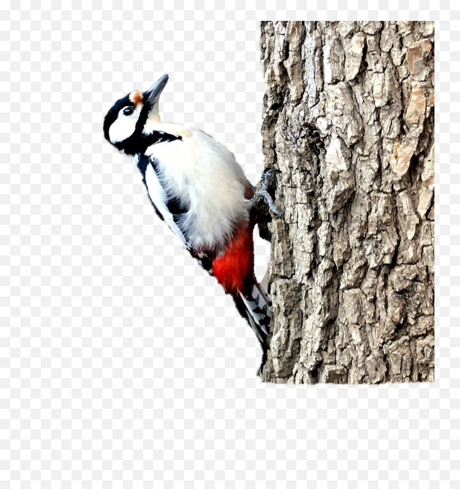 The Most Edited - Great Spotted Woodpecker Emoji,Woodpecker Emoji