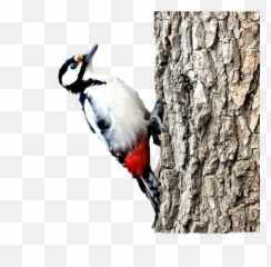 The Most Edited - Great Spotted Woodpecker Emoji,Woodpecker Emoji