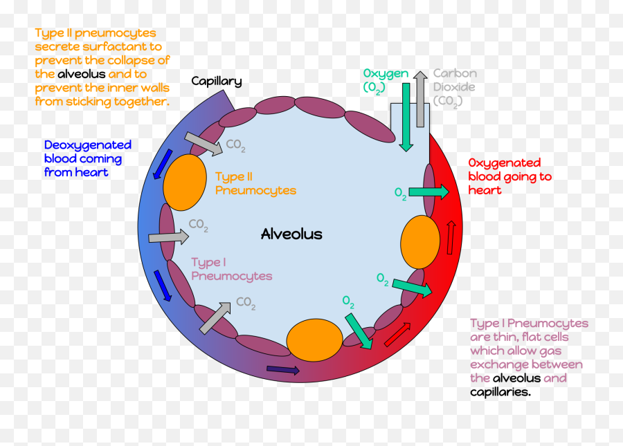 Covid - 19 U2013 A Holistic Understanding Case Witnessing Alveolus Diagram Emoji,Crazy On Emotion - Ace