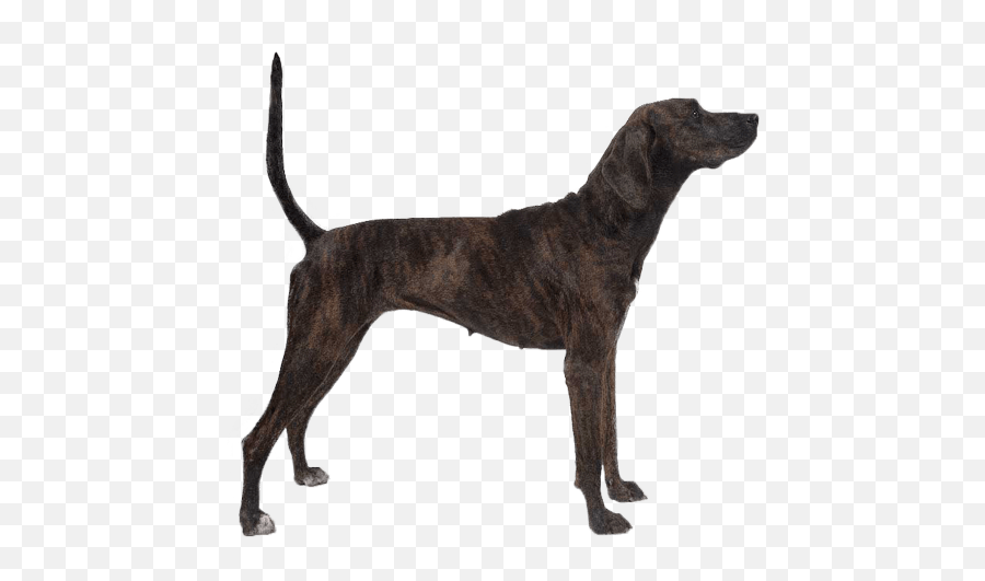 Treeing Tennessee Brindle - Plott Hound Silhouette Emoji,Dog Emotion 50% Up