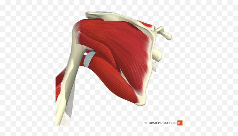 Infraspinatus A Friend Of Subscapularis U2013 Physiospot - Musculos Do Ombro Png Emoji,Emotions Shoulder Pain
