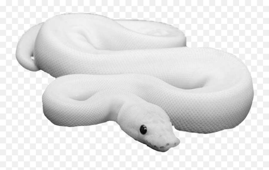 The Most Edited - White Snake Aesthetic Emoji,Snake Eating Its Tail Emoji