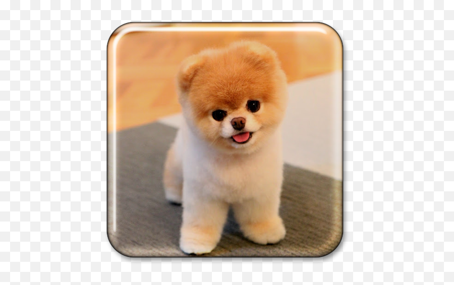 Puppy Live Wallpaperfor Android - Apk Download Papel De Parede Para Celular Grátis Emoji,Yorkie Emojis