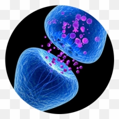 Mental Intelligence - Synapse Hd Emoji,Neurotransmitters And Emotions