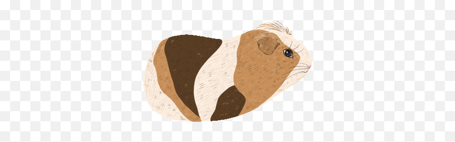 Animals Baamboozle Emoji,Guinea Pig Emojis