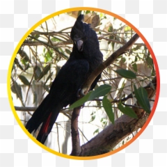 Australian Bushfireu0027s 2019 - 2020 Emoji,Discord Cockatiel Emoji