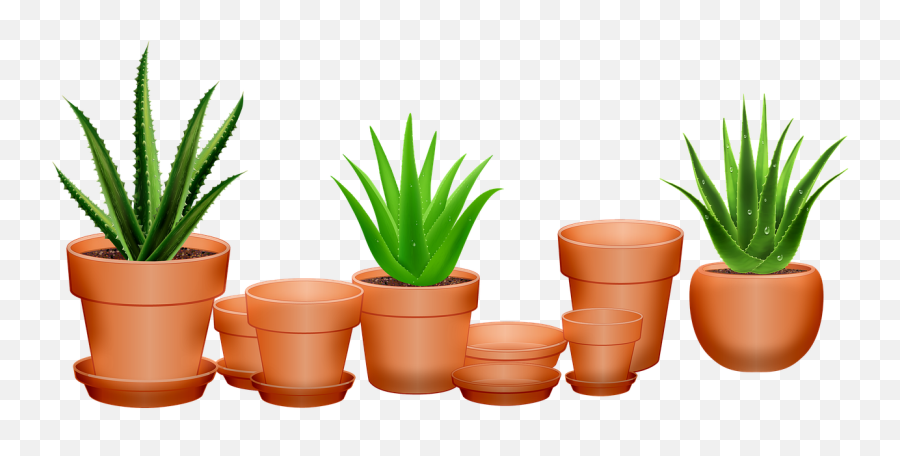 Aloe Vera Potted Png Transparent Picture Png Mart Emoji,Pot Of Plants Emoji
