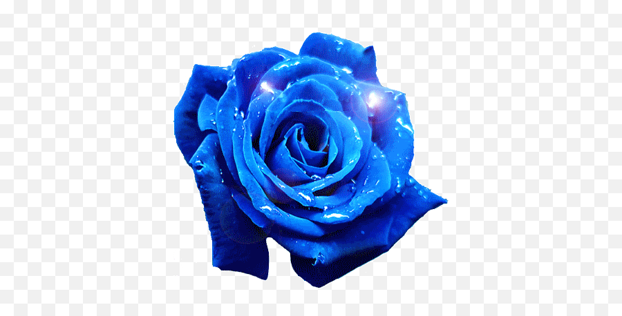 Rosas Rose Gif - Blue Rose Gif Png Emoji,Blue Rose Emoji