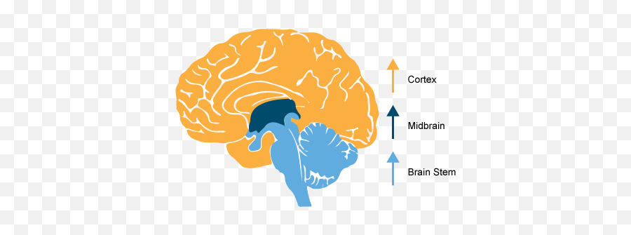 Emotional Meltdowns - Brain Emoji,Part Of The Limbic System That Deals With Emotions