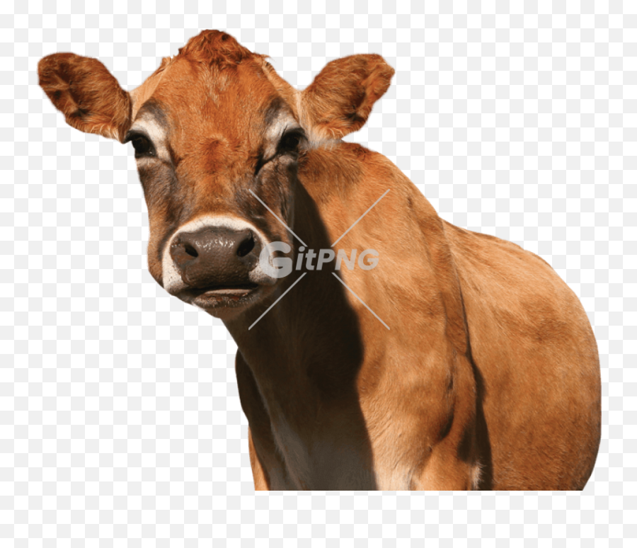 Tags - La Gitpng Free Stock Photos Promised Land Jersey Cow Emoji,Ponto Cruz Emoticon Facebook