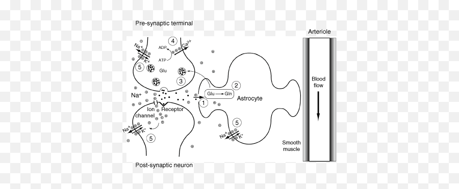 Functional Magnetic Resonance Imaging - Dot Emoji,Our Culture Has Restricted Emotions Never South Of Skull Heaps Of Cemicals In Spinal Cord