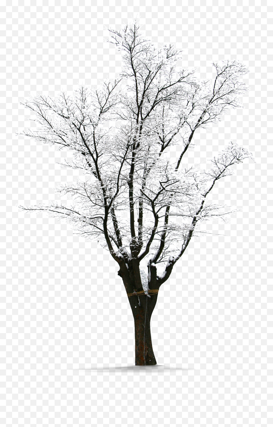 Download Winter Trees Snow Png Download Free Clipart Png Emoji,Withering Emoticon