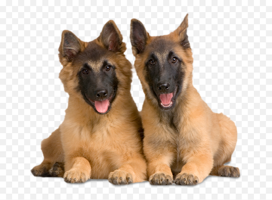 Creature Comforts Sitting Boarding Daycare - Belgian Tervuren Emoji,German Sheppherd Emotions Based On Ears